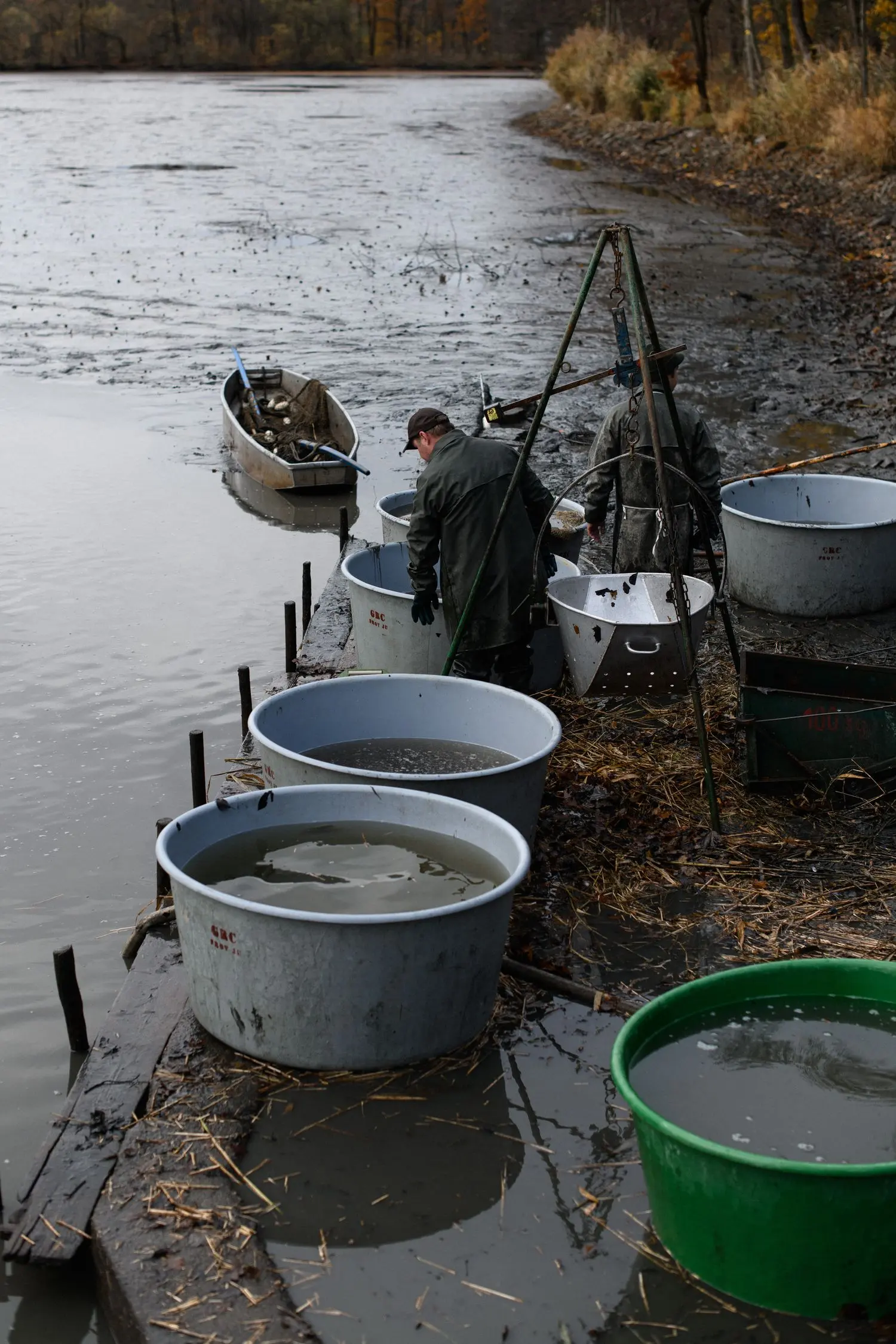 Fish pond harvest – fishermen sorting fish into tubs on an autumn pond shore.